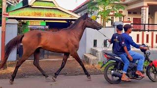 KEDATANGAN KUDA PEJANTAN JUMBO DI PASAR KUDA JENEPONTO | BISNIS JUAL BELI KUDA