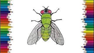How to draw a fly step by step - Insect drawing easy for beginners
