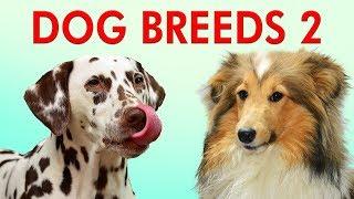 DOG BREEDS - Part 2 - Learn Different Types of Dogs | Breeds of Dogs 101