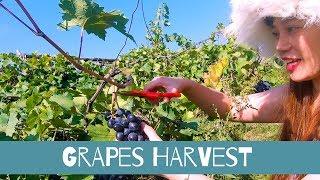 TRADITIONAL GRAPES HARVESTING & WINE MAKING IN KAKHETI GEORGIA // GoPro Hero7 Black