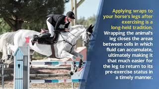 Richard Schibell - A Brief Guide to Taking Care of Your Horse's Legs After a Race