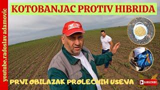KOTOBANJAC PROTIV HIBRIDA : PRVI OBILAZAK PROLEĆNIH USEVA! ; FIRST REVIEW OF SPRING CROPS 2024!