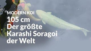 Daniels 105 cm Karashi Soragoi kommt in sein neues Zuhause | Modern Koi Blog #6793