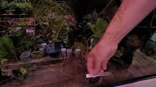 how to remove algae from a fish tank how to remove agea from aquarium glass