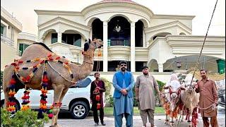 Rustam e Pakistan Camel - White Tiger or Sultan for Qurbani Eid 2024 - Bakra Mandi Pakistan