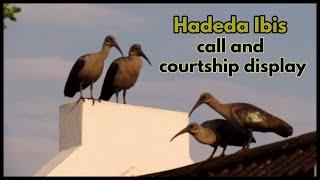 Hadeda Ibis call and courtship display