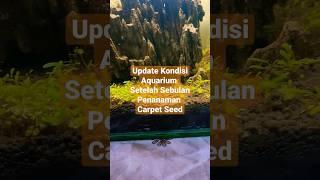 Update Sebulan Penanaman Carpet Seed #aquascape #carpetseed #aquascaping #aquascapepemula