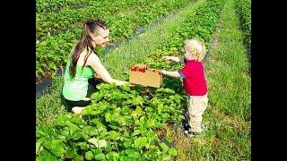 Видео для детей-Отличное время собирать клубнику!Strawberry Picking Fun/2016