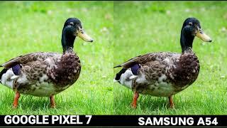 Samsung Galaxy A54 Vs Google Pixel 7 Camera Test full comparison