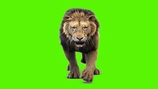 lion walking green screen video