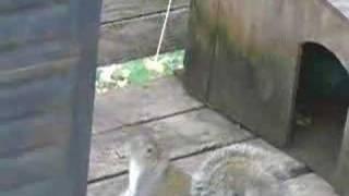 Best Squirrel Fishing Video EVER!!!
