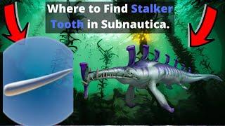 Where to find Stalker tooth in Subnautica.