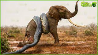 30 Moments Stupid Python Hungry with the Wrong Rival, What Happens Next? | Wild Animal Hunting Epic