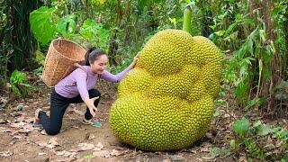 Harvest GIANT JACKFRUITS and bring them to the market sell, cooking |  Emma Daily Life