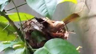 Red Whiskered Bulbul bird sitting on its eggs in its nest.