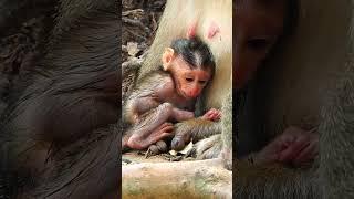 The amazing movement of a tiny newborn monkey