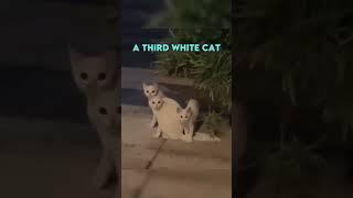 Cat Glitch in the Matrix 