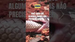 Curiosidades sobre as Cobras