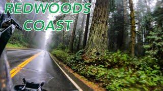 California Redwoods | MOTO Coast Run Pt. 2 | BMW GS Adventure Motorcycle Tour