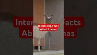 Top 3 Interesting Facts About Llamas #top3 #facts #llamas