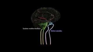 Кровоснабжение головного мозга