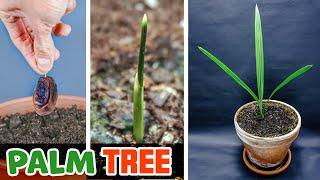 Palm Tree Growing From Date Seed Time Lapse (230 Days)