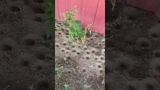 Look At These HUGE Doodlebug Holes! #DoodleBug #InsectLarvea #Insects #Bugs