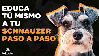 7 CONSEJOS PARA EDUCAR A TU SCHNAUZER