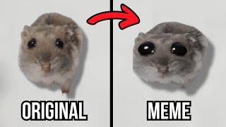 Sad Hamster Original vs Meme Versions