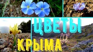 Цветы Крыма. Пока карантин покажу цветы, которые мне повезло увидеть.