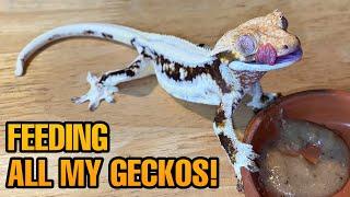 FEEDING MY PET GECKOS! (Tokays, Cresties, leaf tails and more!)