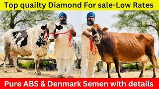 16 HF cow available for sale in Punjab at Low rates || Surinder Dairy Farm