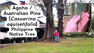 Agoho - (Not a pine) - Philippine Native Tree in Baguio City