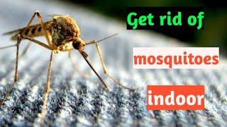 5 ways to get rid of mosquitoes indoor