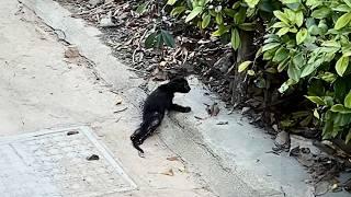 A disabled kitten drags its weak hind legs, struggling to survive by the roadside, but no one cares.