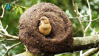 The Rufous Hornero Nesting || Engineer Bird Nesting