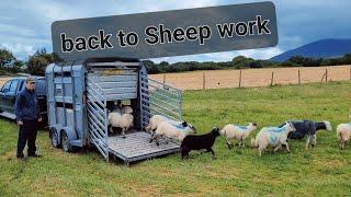 Moving sheep to new field #farmlife #sheepfarming #livestock #ireland #sheep