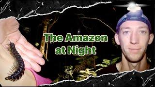 Insects In The Amazon At Night!