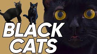 4 Fun & Unique Facts About Black Cats!