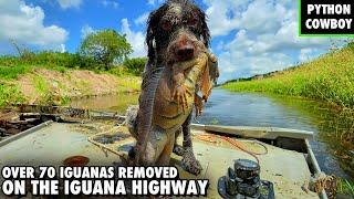 Catfish Makes a Comeback With 70+ Iguana Removal On The Iguana Highway