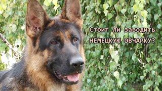 Стоит ли заводить НЕМЕЦКУЮ ОВЧАРКУ? GERMAN SHEPHERD