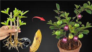 Tips for propagating guava trees with bananas are extremely easy for beginners