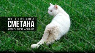 Особенная кошка Сметана - история спинальника