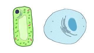 Specialised Cells