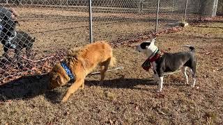 Ruby, Bandit and Olympus (cameo)