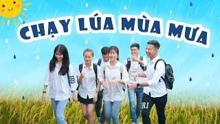 CHẠY LÚA MÙA MƯA | Hai Anh Em Phần 231 | Phim Ngắn Hài Hước Hay Nhất Gãy TV