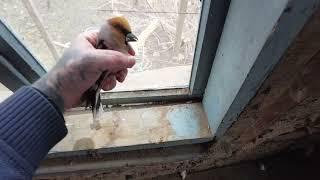 Our Derelict Dream #Shorts - Helping a male Hawfinch!