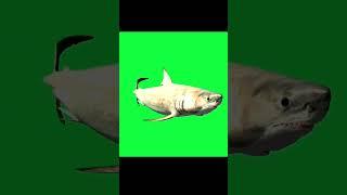 Fish Green Screen Video Effects#greenscreenvideo #shorts