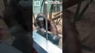 AWWWW — Orangutan Fascinated with Zoogoer’s Baby After "Asking" to See It