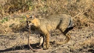 Jungle Cat (Felis chaus)